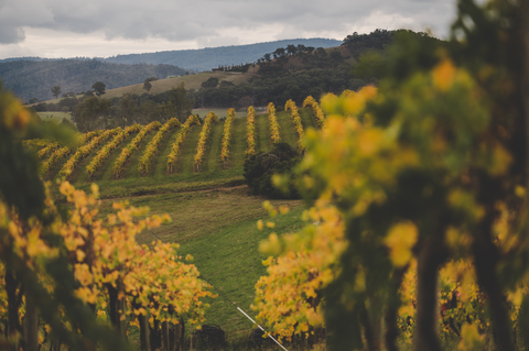 The Butterfly Cabernet Sauvignon